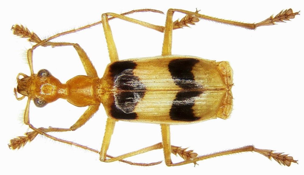 Prosapia bicincta как по русски