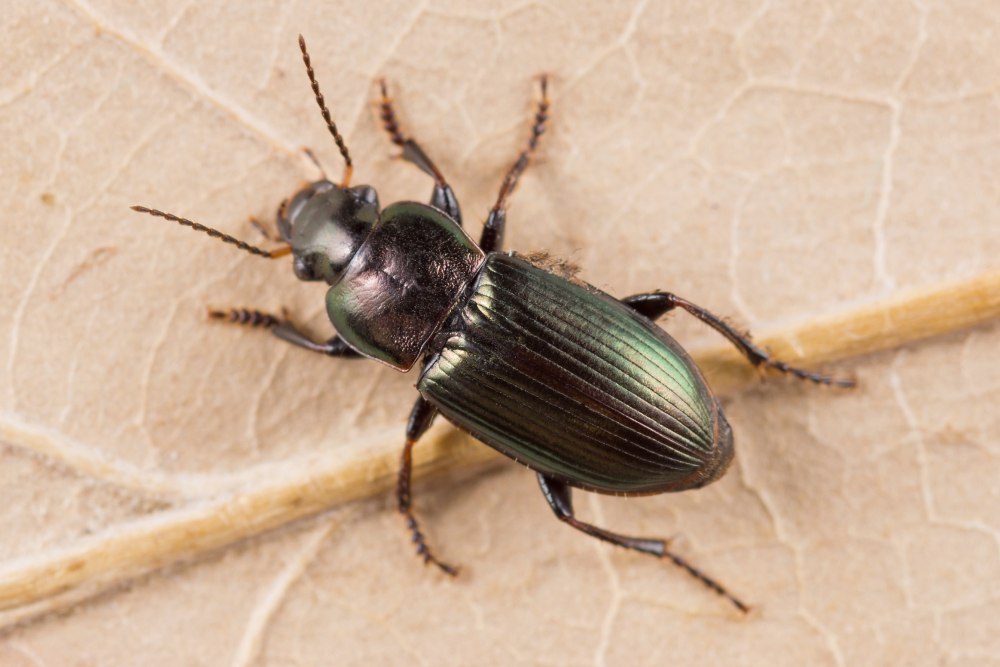 Harpalus distinguendus