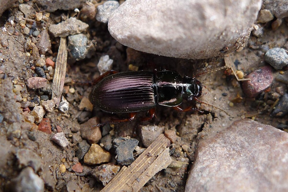 Жук Harpalus calceatus