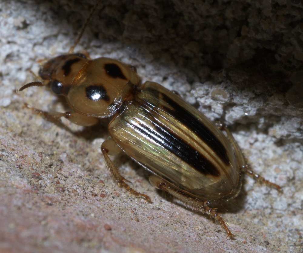 Stenolophus mixtus