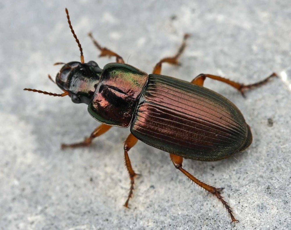 Жужелица Harpalus rufipes
