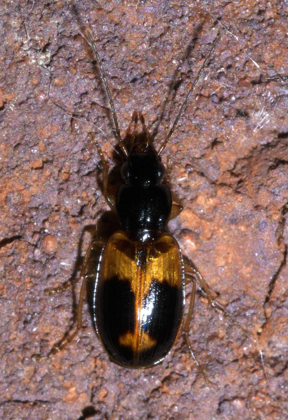 Licinus setosus