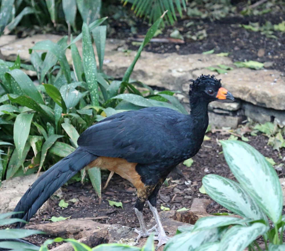 Wattled Curassow