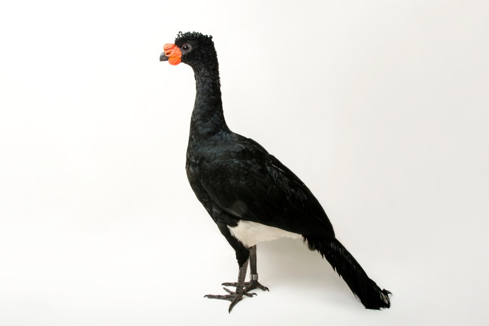 Crax globulosa