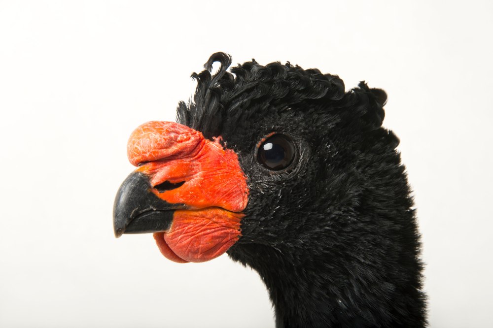 Wattled Curassow