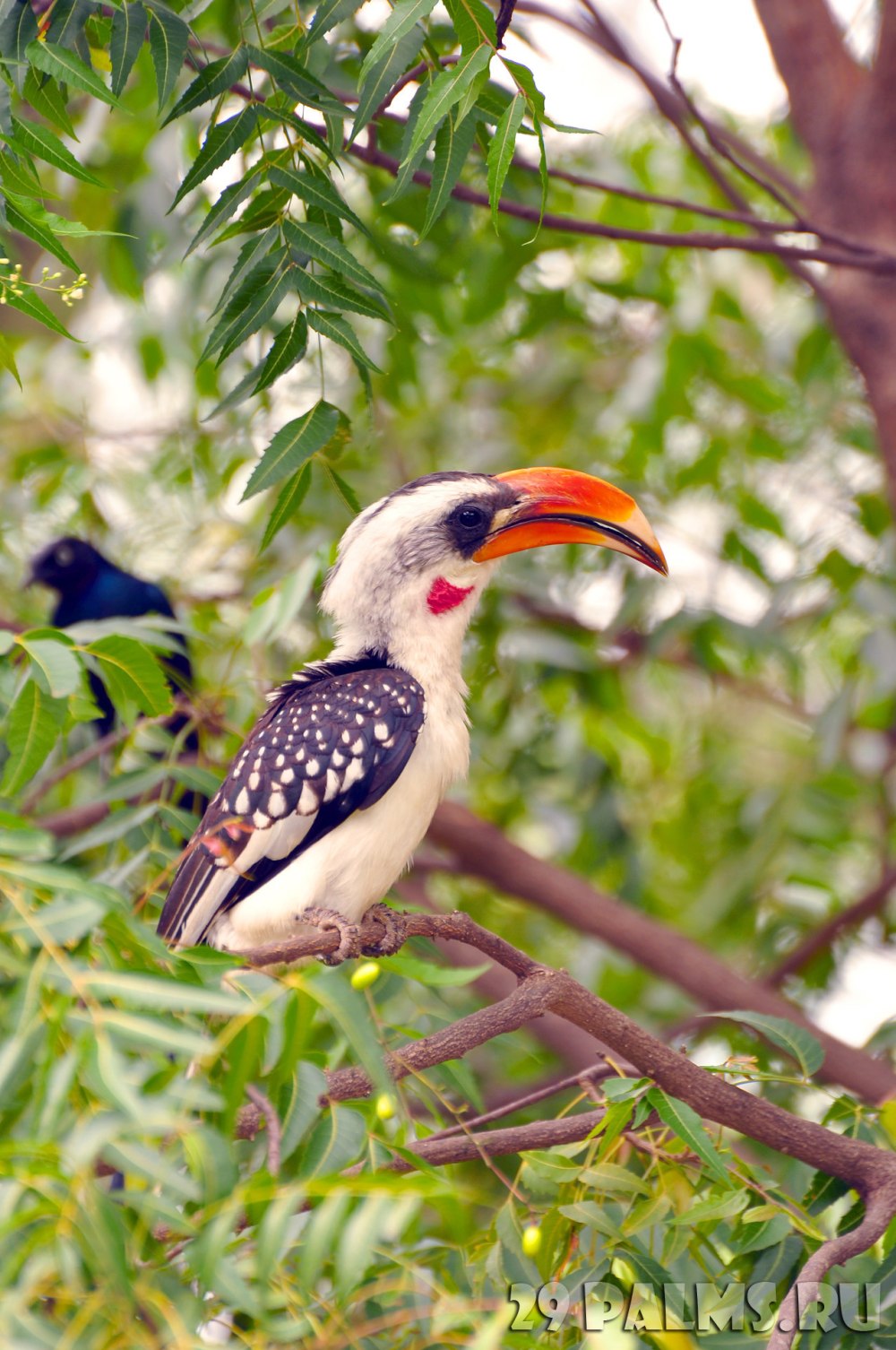 Red billed Hornbill