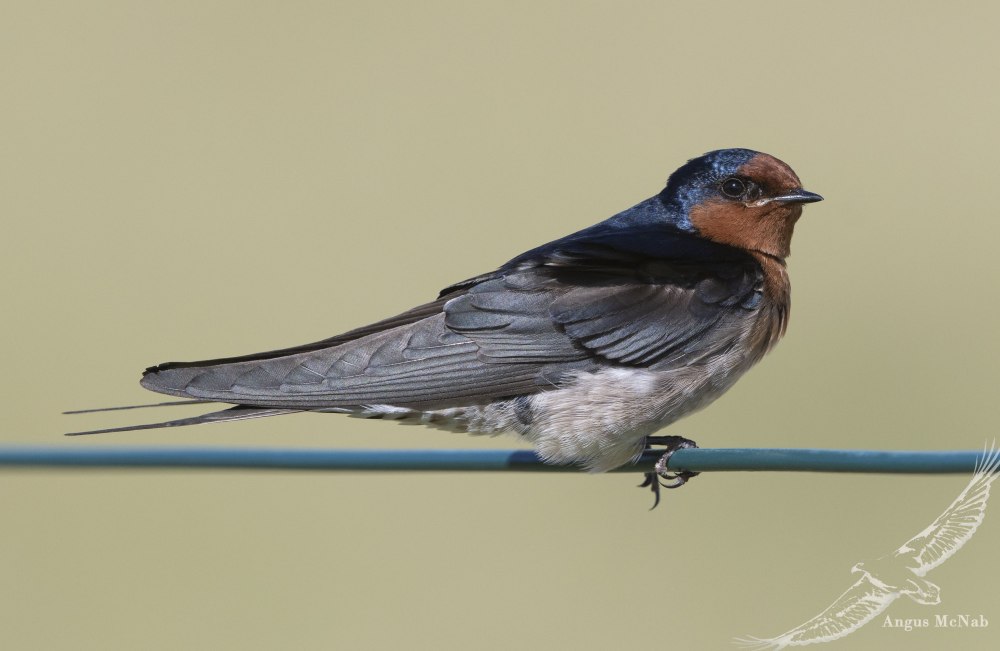 Hirundo nigrorufa