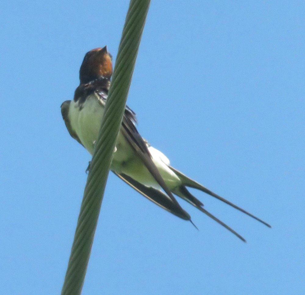Деревенская Ласточка – Hirundo Rustica