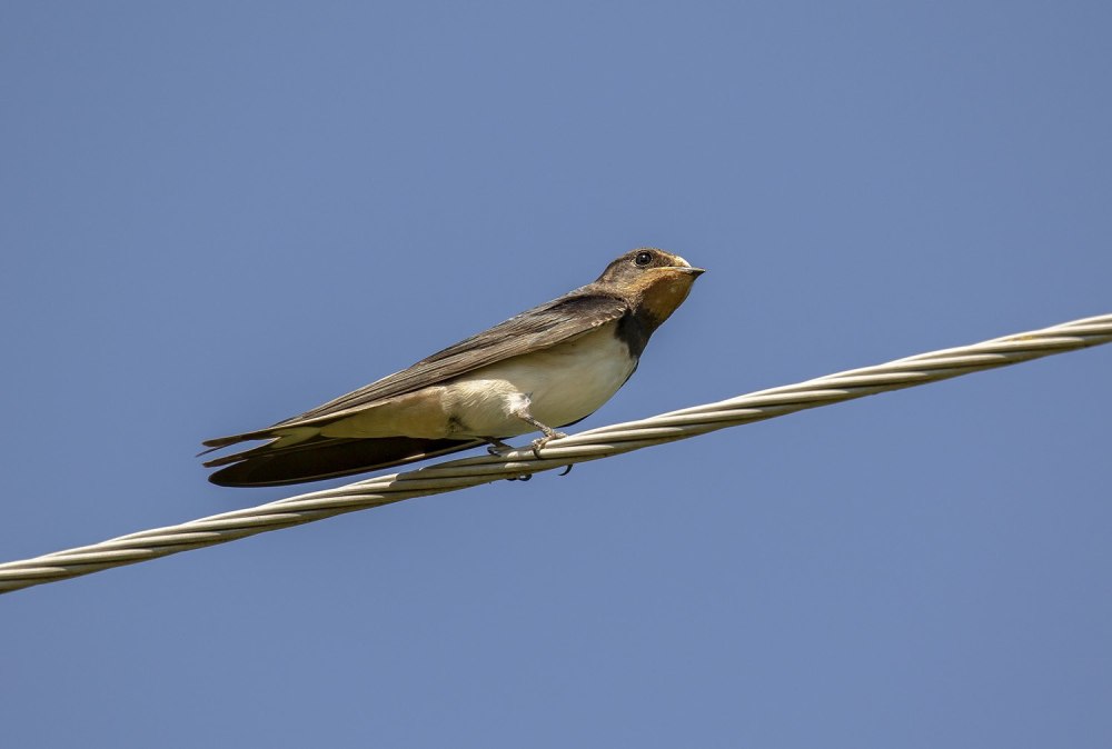Деревенская Ласточка – Hirundo Rustica