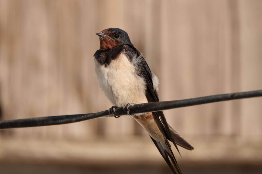 Деревенская Ласточка – Hirundo Rustica