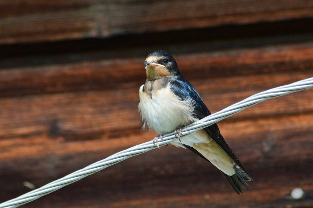 Hirundo Rustica птица