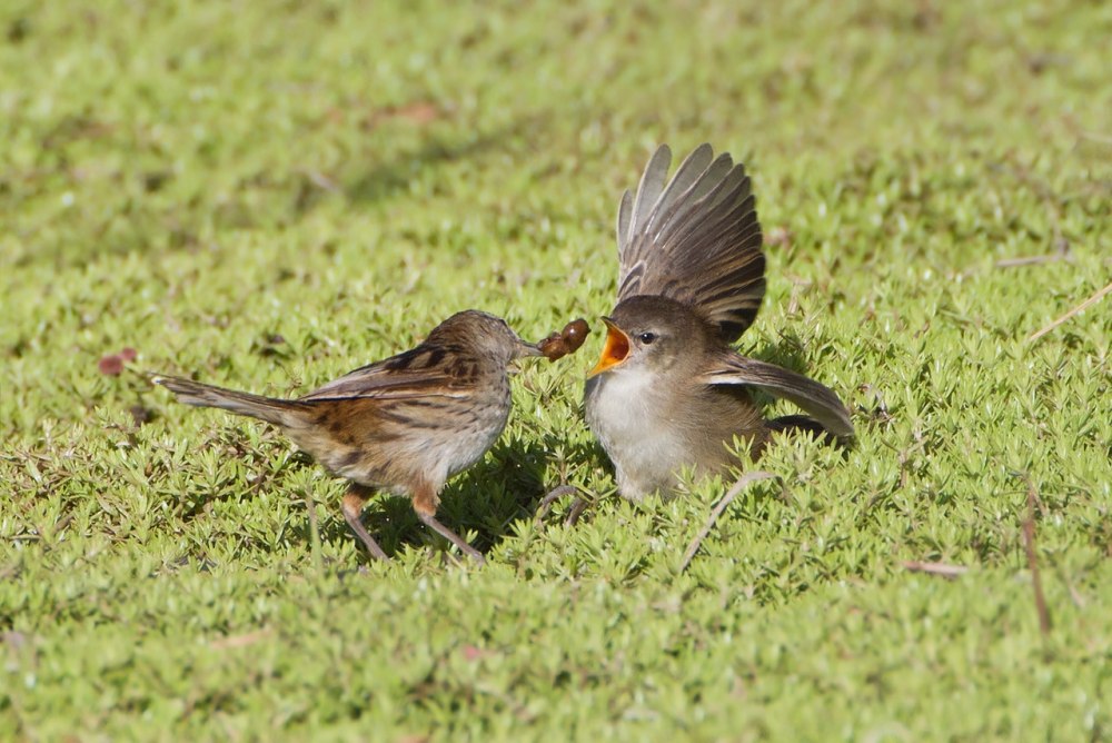 Spinifexbird