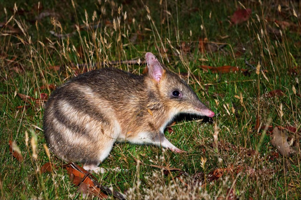 Eastern barred Bandicoot