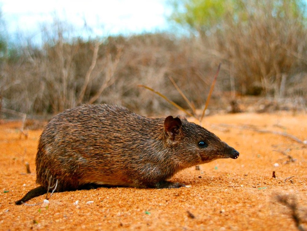 Isoodon auratus