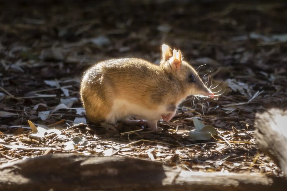 Eastern barred Bandicoot