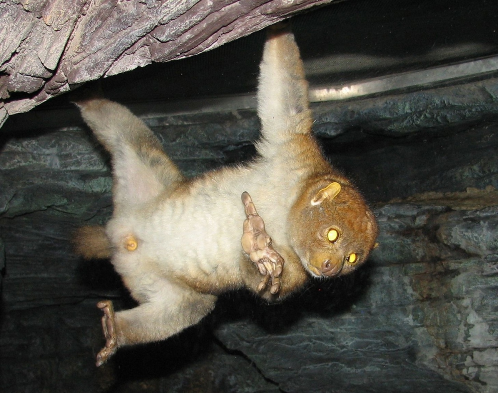 Perodicticus Potto