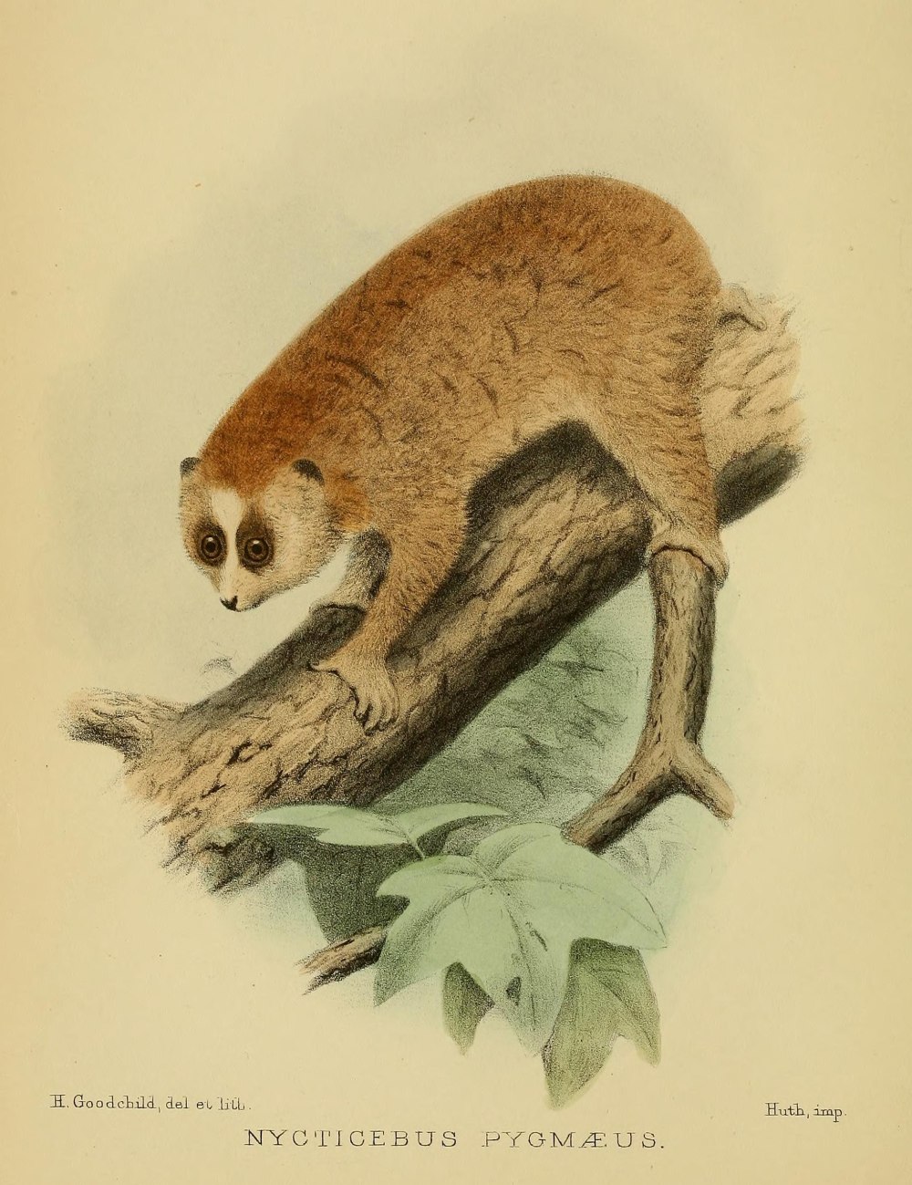 Nycticebus pygmaeus