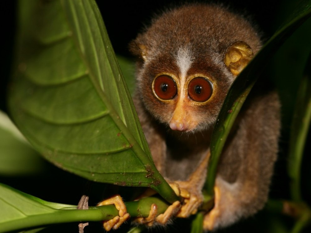 Slender Loris