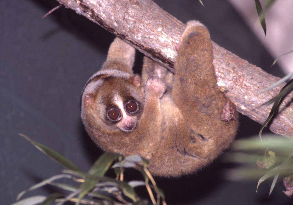 Nycticebus borneanus