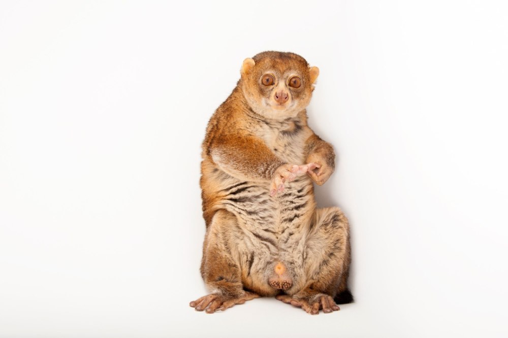 Perodicticus Potto