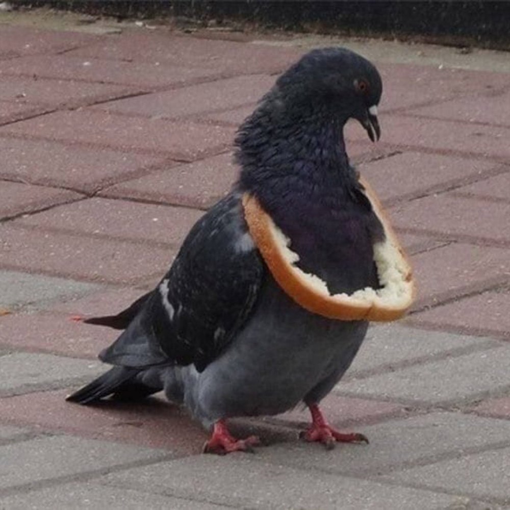 Грязный голубь