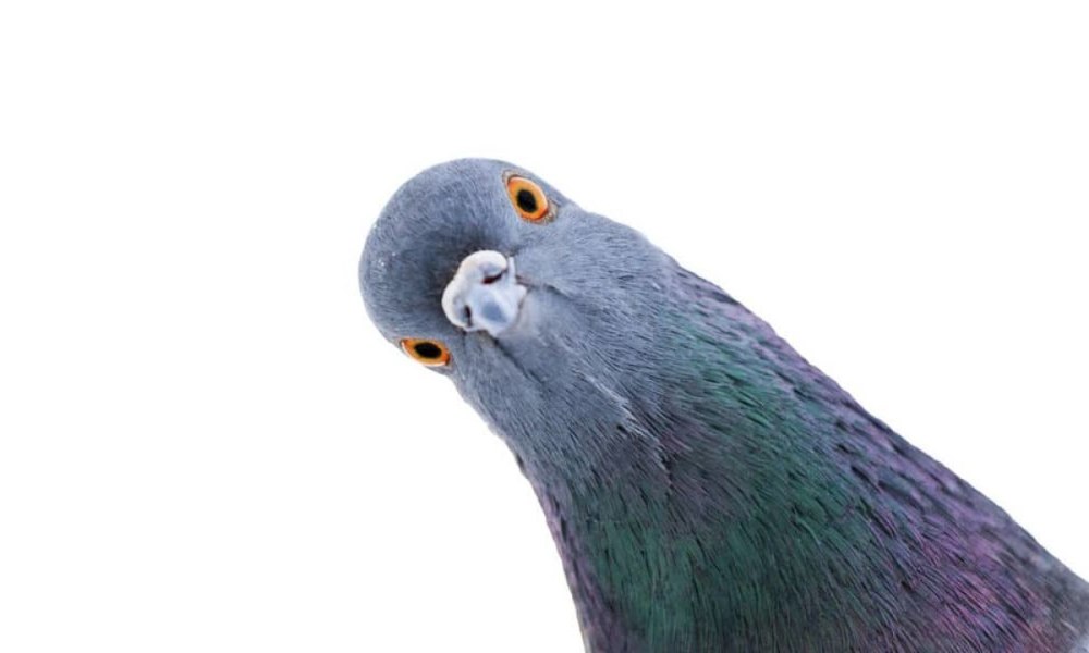 Удивлённый голубь