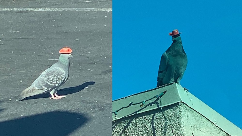 Шапка голубя