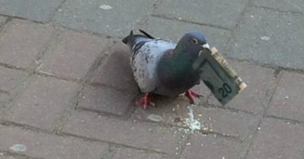Голубь мент