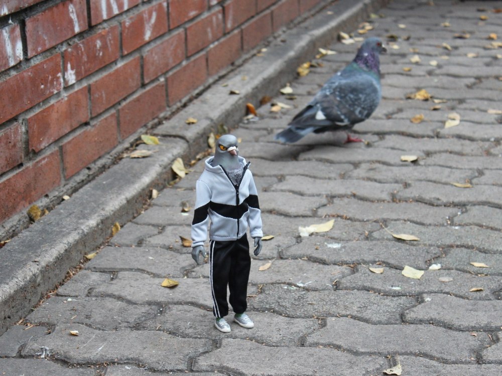 Голубь в штанишках