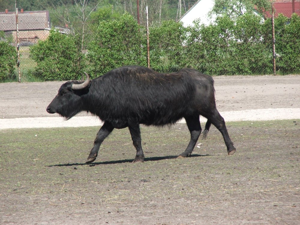 Bubas Bubalus