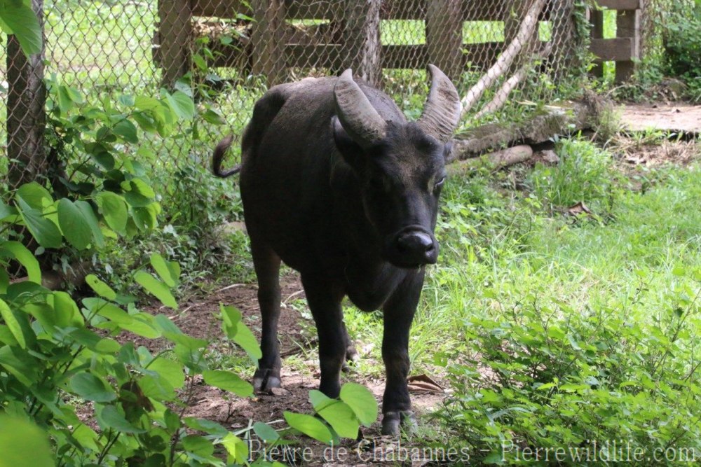 Bubalus mindorensis