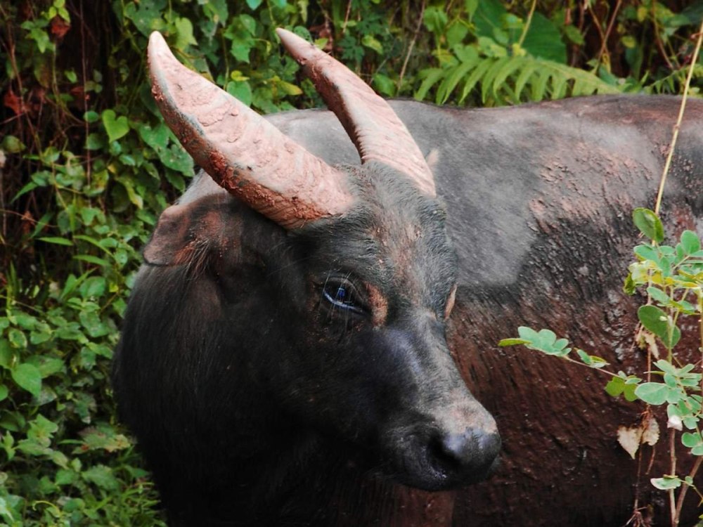 Bubalus mindorensis