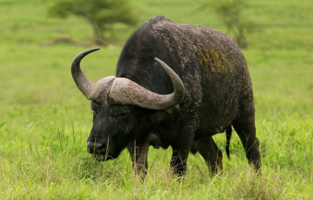 Buffalo Buffalo Buffalo Buffalo Buffalo Buffalo Buffalo Buffalo