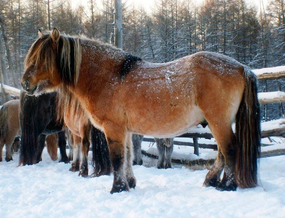 Аборигенная Якутская лошадь