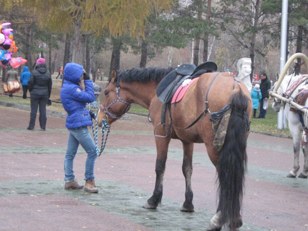 Лошади в Нарымском сквере