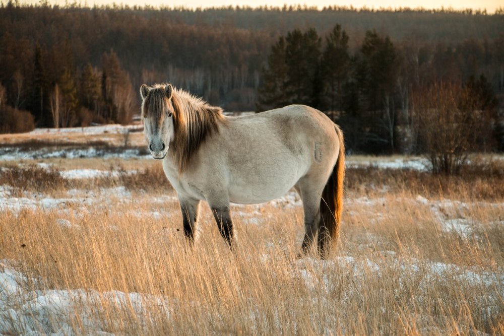 Аборигенная Якутская лошадь