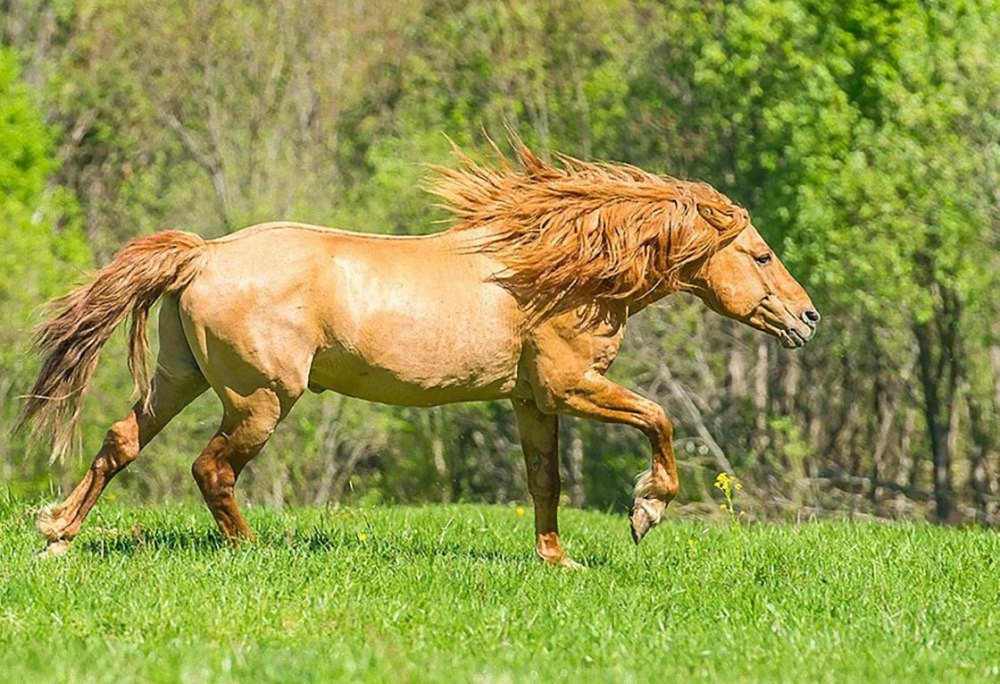 Башкирская лошадь