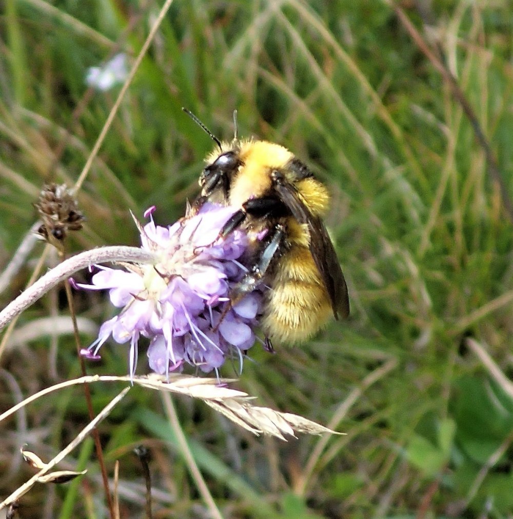 Шмель Шренка – Bombus schrencki