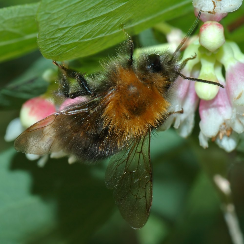 54. Bombus hypnorum – городской Шмель