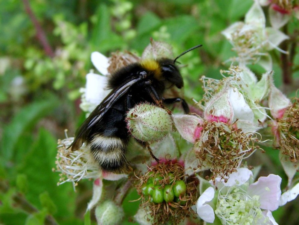 Bombus Sylvestris