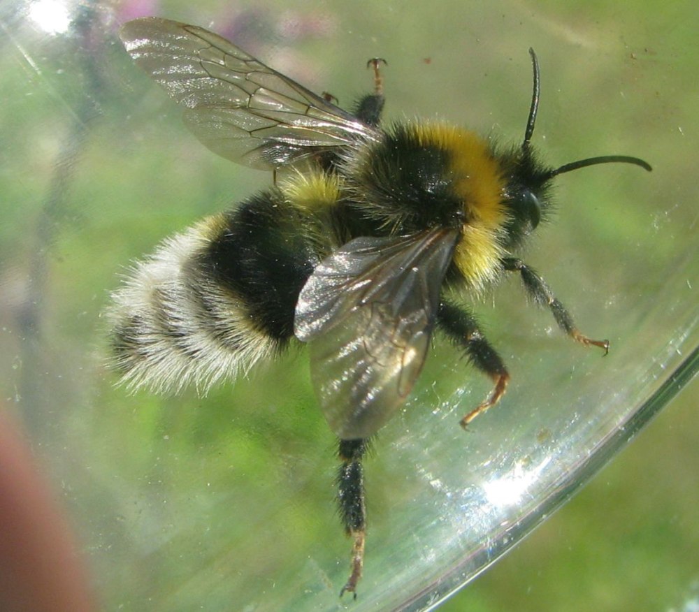 Bombus bohemicus