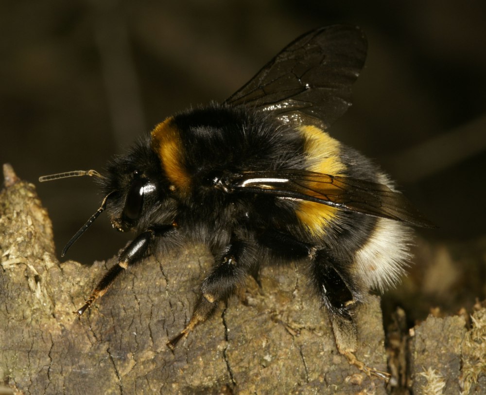 Bombus terrestris
