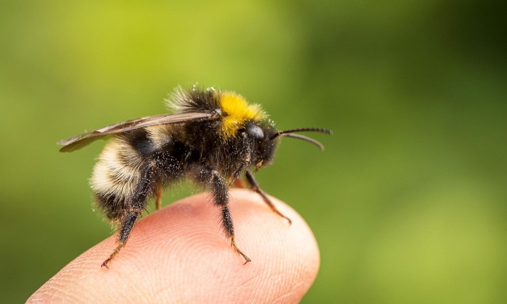 Bombus norvegicus