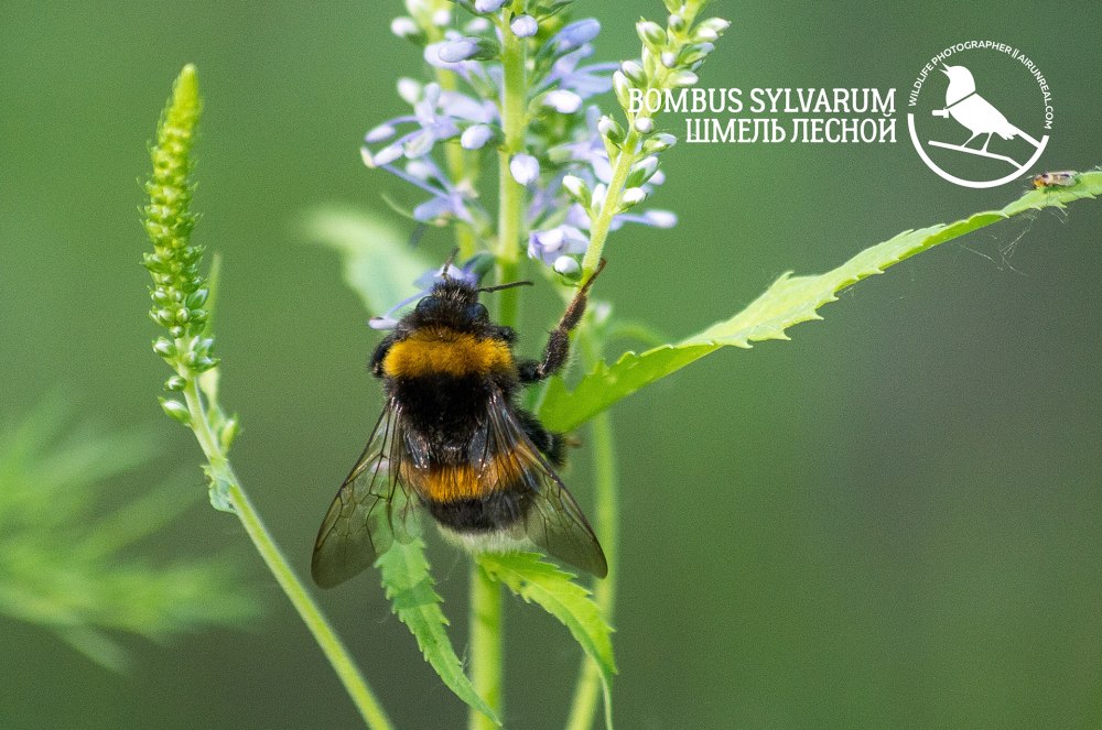 Bombus Sylvarum Шмель