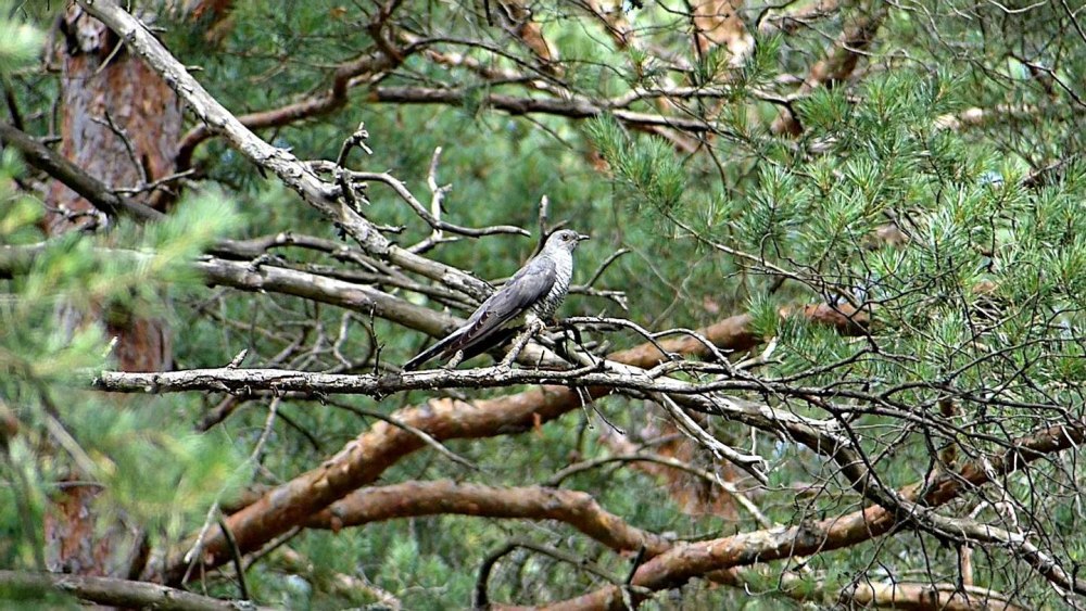 Кукушка