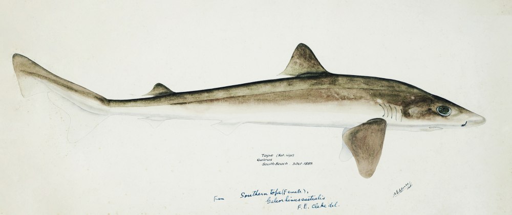 Mustelus antarcticus