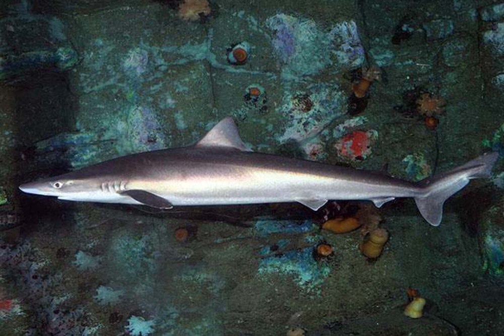Galeorhinus Galeus