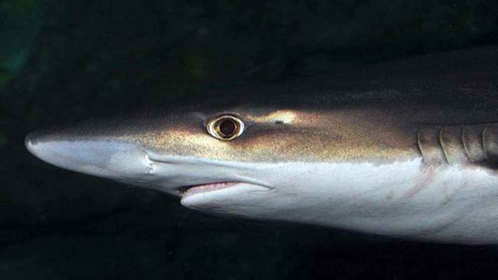 Galeorhinus Galeus