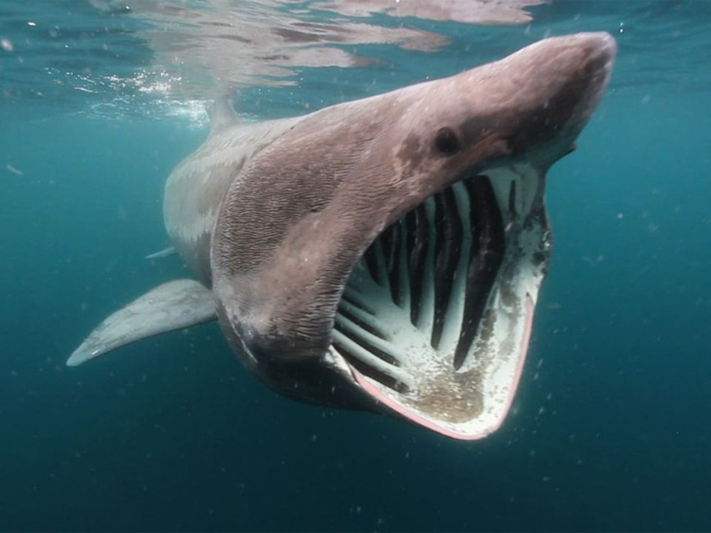 Гигантская акула Cetorhinus Maximus
