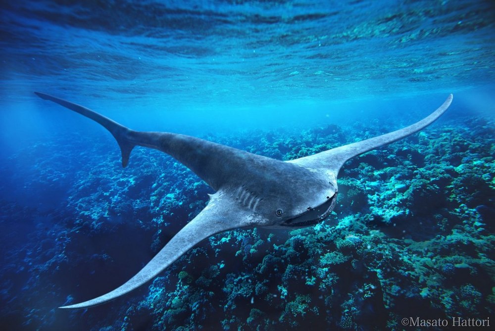 Aquilolamna milarcae